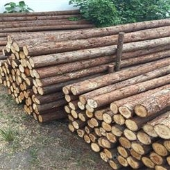 2米杉木桩护岸 园林绿化杉木桩施工 胜洁木业