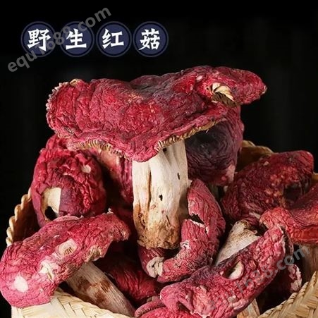 正红大中朵红菇干货 红蘑菇散装食用菌批发 朵型完整 好泡发