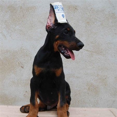 大体型杜宾犬 常年养殖 立耳护卫犬 性情温顺 抗病力强