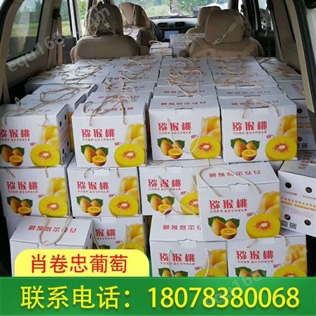 广西桂林肖卷忠葡萄种植高品质黄金奇异果，报价合适