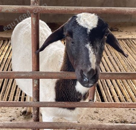 福华养殖场供应杜泊绵羊羊苗 宁夏盐池滩羊 波尔山羊产子率96%