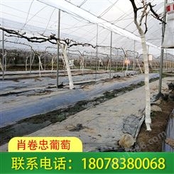 广西南宁草莓园搭建厂家常年承接上千家