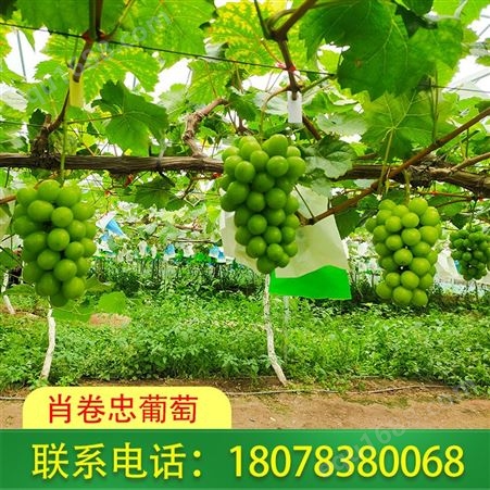 广西柳州阳光玫瑰葡萄预售开始啦
