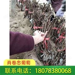 柳州蓝宝石葡萄苗基地种植经验丰富