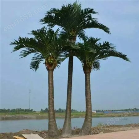大型仿真椰子树效果自然天骄园林设计制作出品美观大方