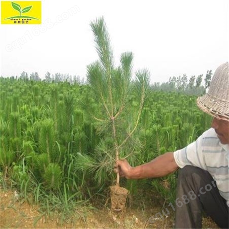 春熙农业供应1米1.5米带营养钵黑松苗 南北方均可种植 荒山造林