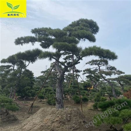 chunxi春熙 供应造型景松 易管理 树形好 南北方均可种植