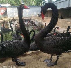 成年黑天鹅 生态园景区观赏养殖 网红科尔鸭体型美观优雅