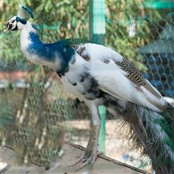 动物园开屏脱温孔雀饲养基地 种苗孵化场 颈部纤长