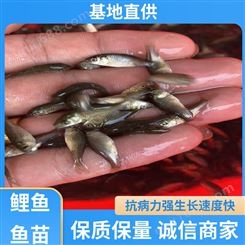 实力商家 养殖周期短 锦鲤鱼苗 产量好 包品质 生长迅速
